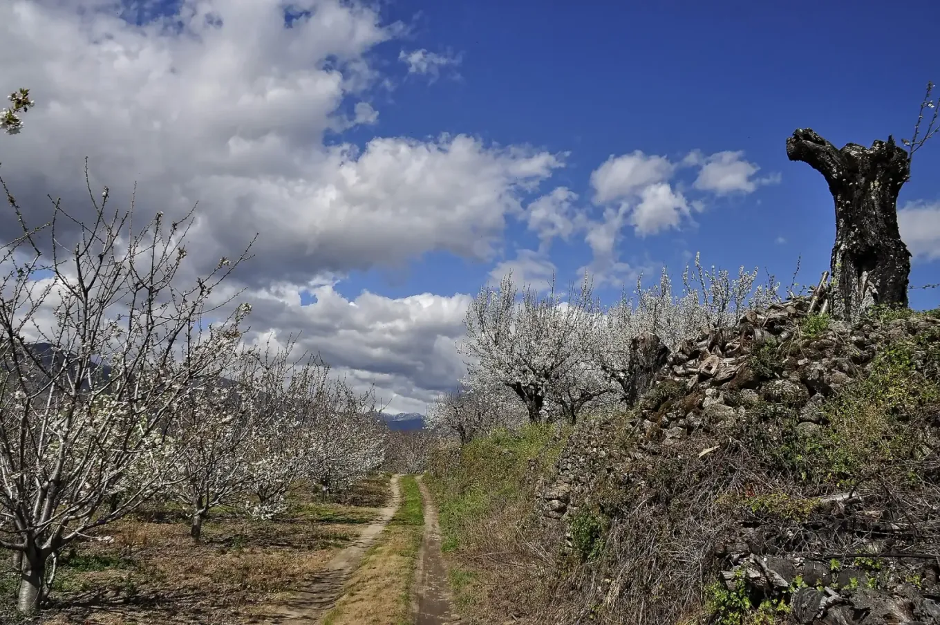 Portada de Valle del Jerte: el Valle del Gozo que cada primavera se convierte en Instagram