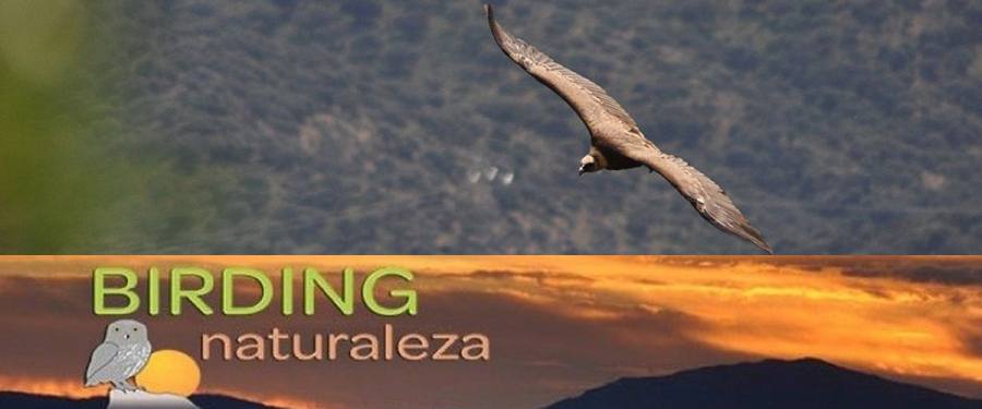 Foto de Birding Naturaleza