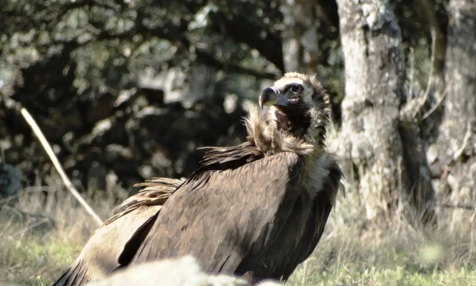 Foto de Birding Naturaleza